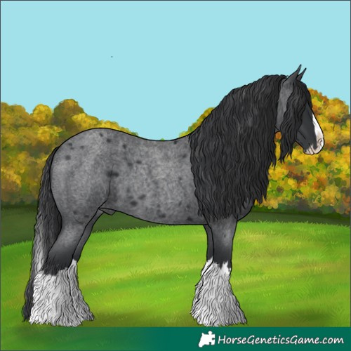 Horse Color:Blue Roan Splash 