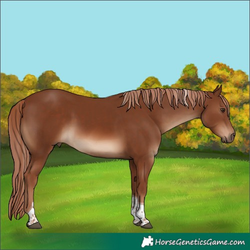 Horse Color:Chestnut Tobiano 
