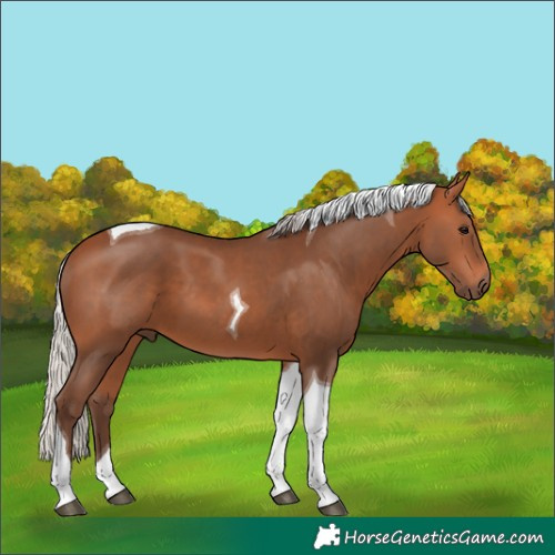 Horse Color:Silver Bay Tobiano