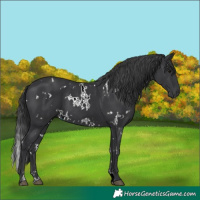 Horse Color:White Spotted Black