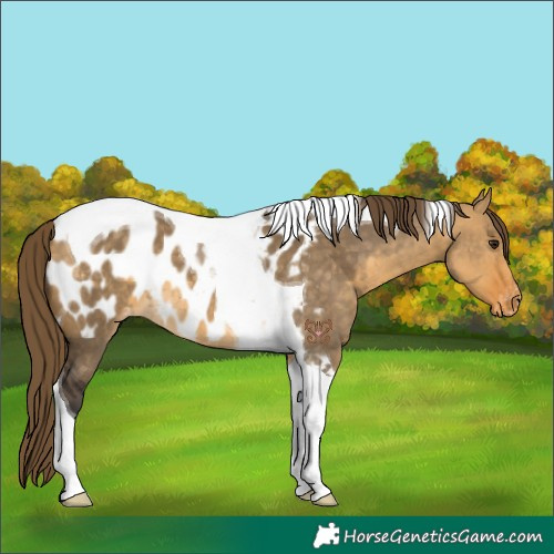 Horse Color:Buckskin Dun Tobiano Appaloosa 