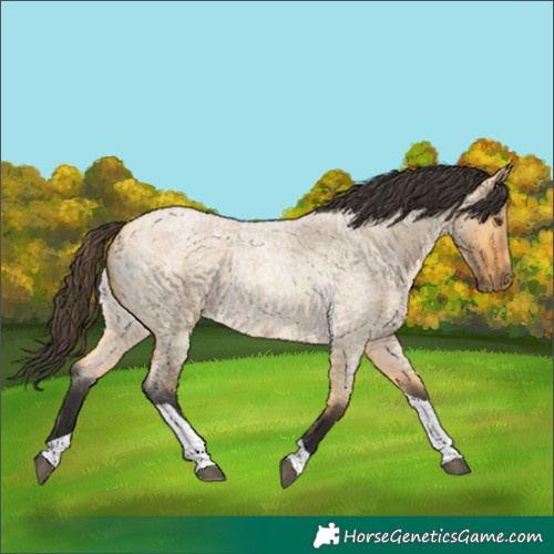 Horse Color:Buckskin Roan Dun Tobiano 