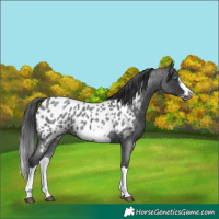 Horse Color:White Spotted Blue Roan Splash Frame Appaloosa 