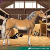 Horse Color:Palomino Tobiano