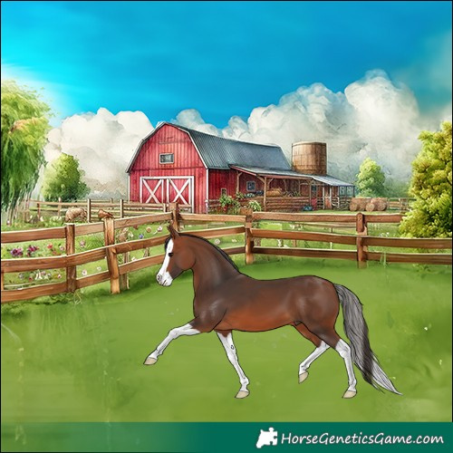 Horse Color:Bay Splash 
