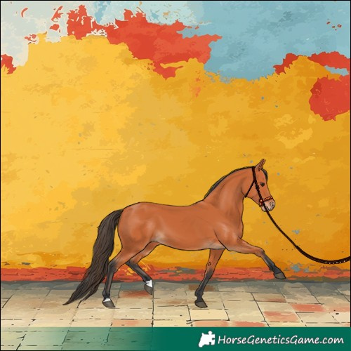 Horse Color:Bay 