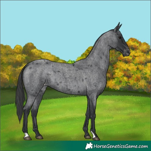 Horse Color:Blue Roan Appaloosa 