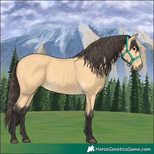 Horse Color:Buckskin 