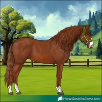 Horse Color:Chestnut 