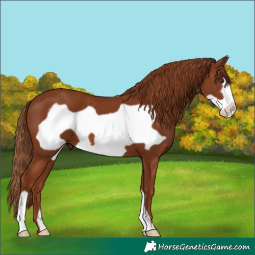 Horse Color:Chestnut Frame