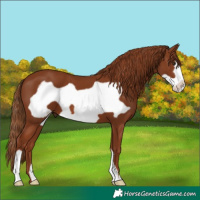 Horse Color:Chestnut Frame 