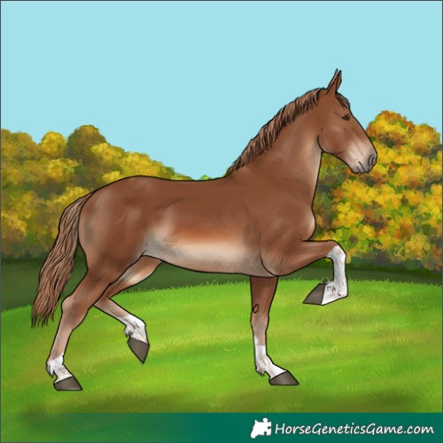 Horse Color:Chestnut Tobiano 
