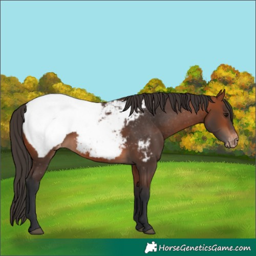 Horse Color:Bay Appaloosa 