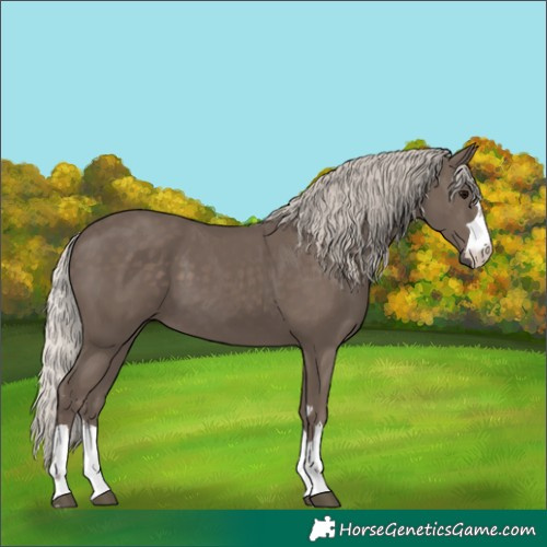 Horse Color:Silver Black