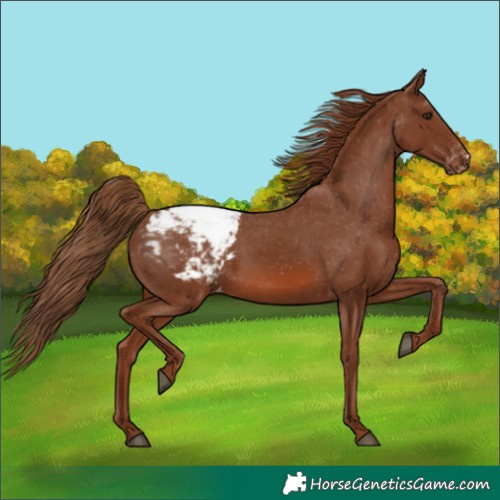 Horse Color:Chestnut Snowcap