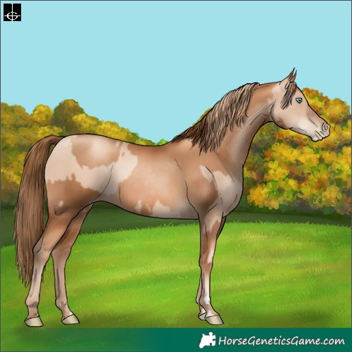 Horse Color:Gold Champagne Pearl Rabicano and Gray Gold Champagne Pearl Rabicano