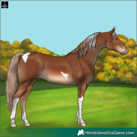 Horse Color:Chestnut Tobiano 