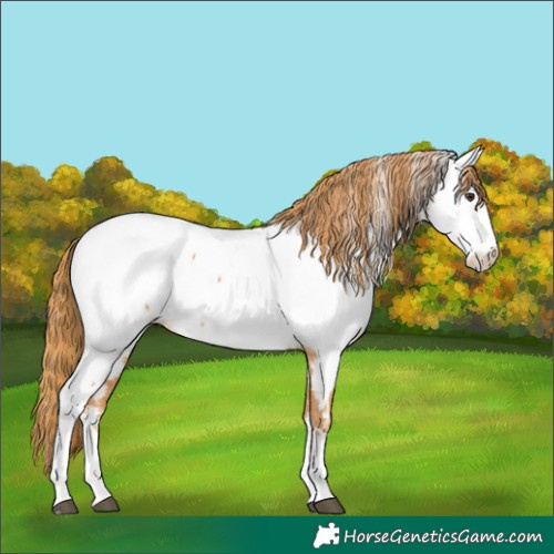 Horse Color:Chestnut Appaloosa 