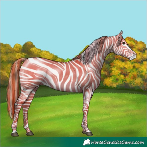 Horse Color:Red Dun Tobiano 