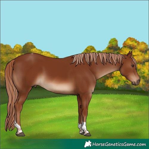 Horse Color:Chestnut Tobiano 