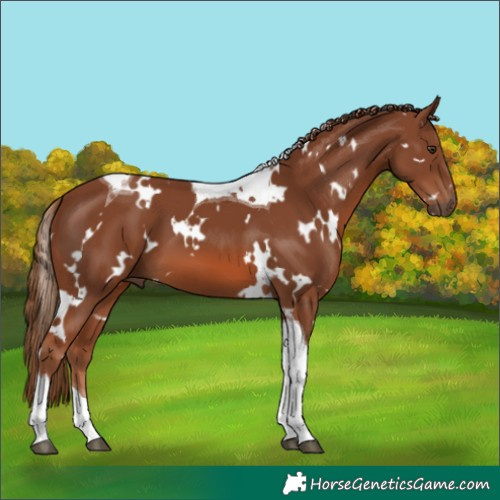 Horse Color:White Spotted Chestnut Tobiano 