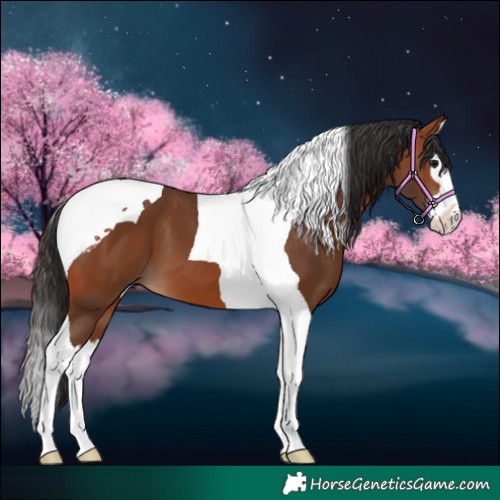 Horse Color:Bay Splash Tobiano