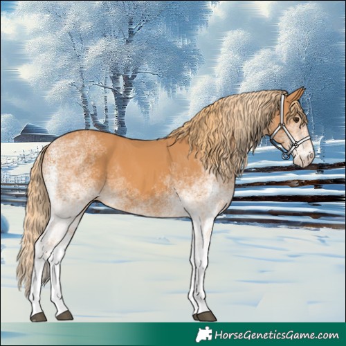 Horse Color:White Spotted Chestnut