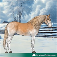 Horse Color:White Spotted Chestnut