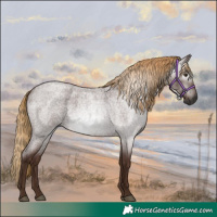 Horse Color:Gray Red Roan