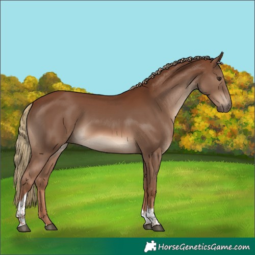 Horse Color:Chestnut Tobiano 