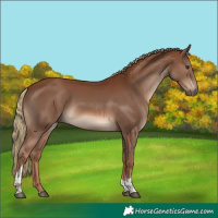 Horse Color:Chestnut Tobiano