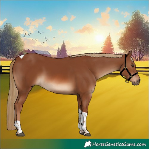 Horse Color:Chestnut Tobiano 