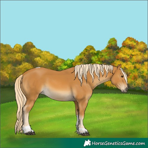 Horse Color:Palomino Tobiano 