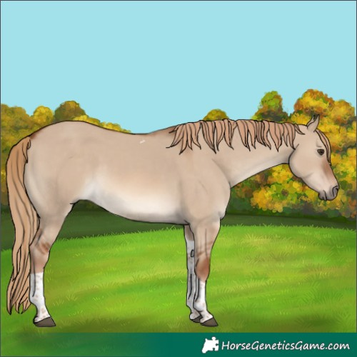 Horse Color:Red Dun Tobiano