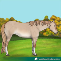 Horse Color:Red Dun Tobiano