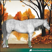 Horse Color:White Spotted Blue Roan Rabicano and Gray White Spotted Blue Roan Rabicano