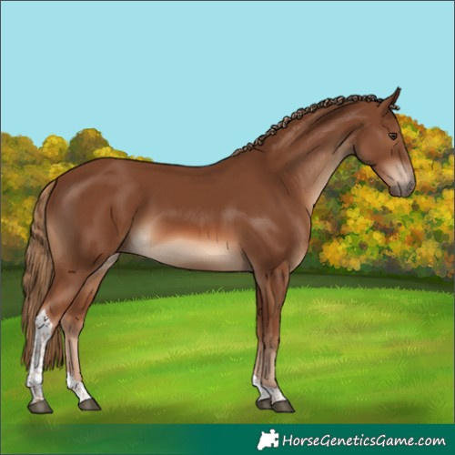 Horse Color:Chestnut Tobiano