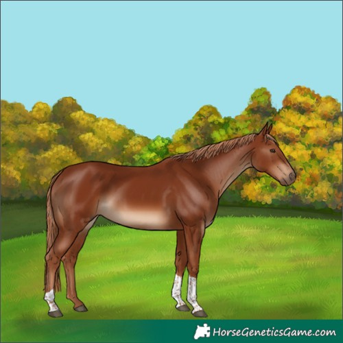 Horse Color:Chestnut Tobiano 