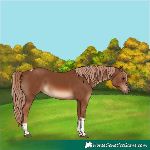 Horse Color:Chestnut Tobiano 