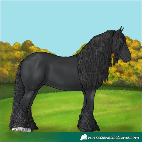 Horse Color:Black 