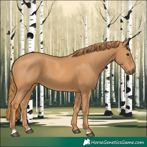 Horse Color:Chestnut 