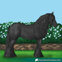 Horse Color:Black 