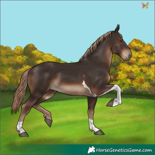 Horse Color:Liver Chestnut Tobiano 