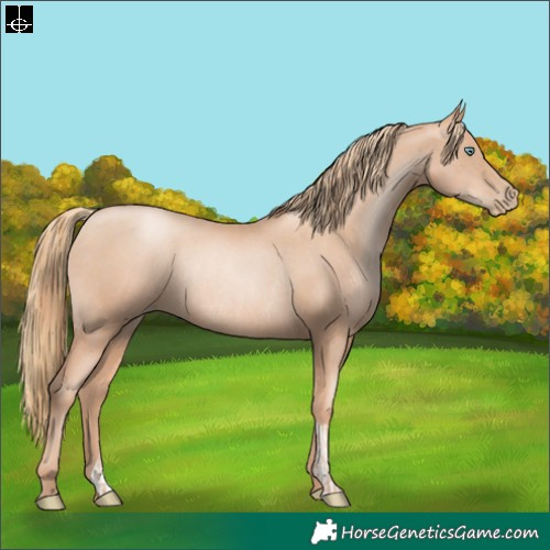 Horse Color:Gold Champagne Pearl Rabicano and Gold Champagne Pearl Rabicano