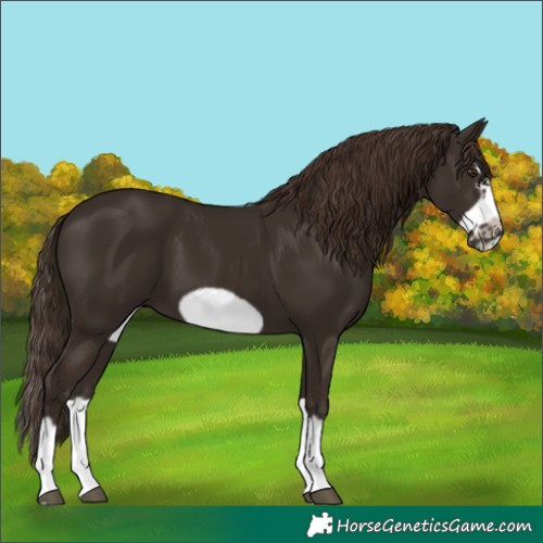 Horse Color:Liver Chestnut Splash Frame 