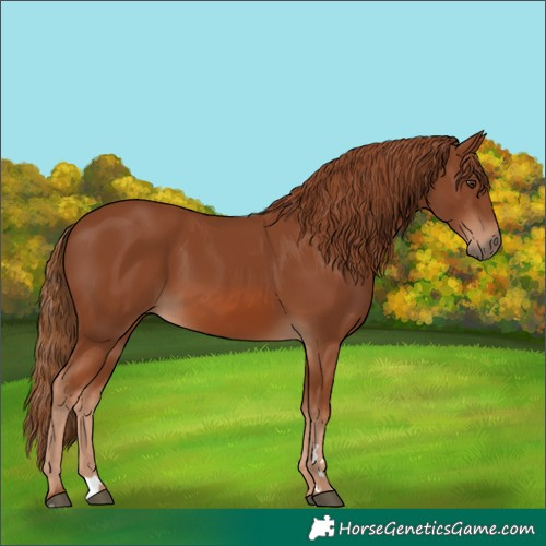 Horse Color:Chestnut 