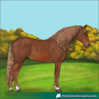 Horse Color:Chestnut 