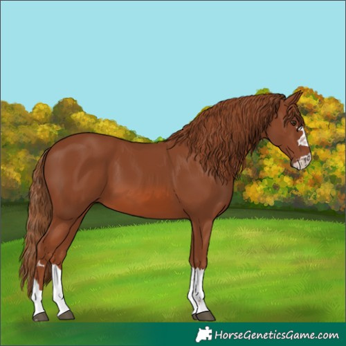 Horse Color:Chestnut 