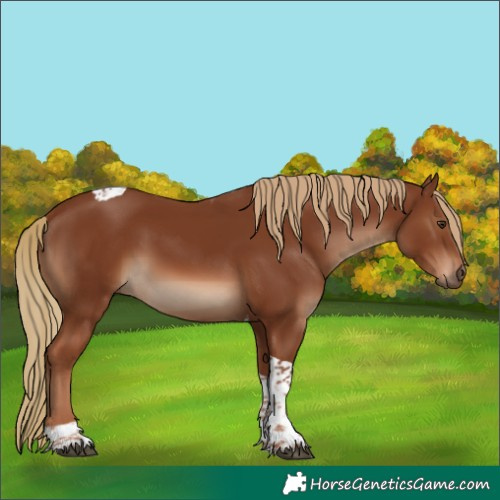 Horse Color:Chestnut Tobiano