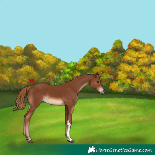Horse Color:Chestnut Tobiano 